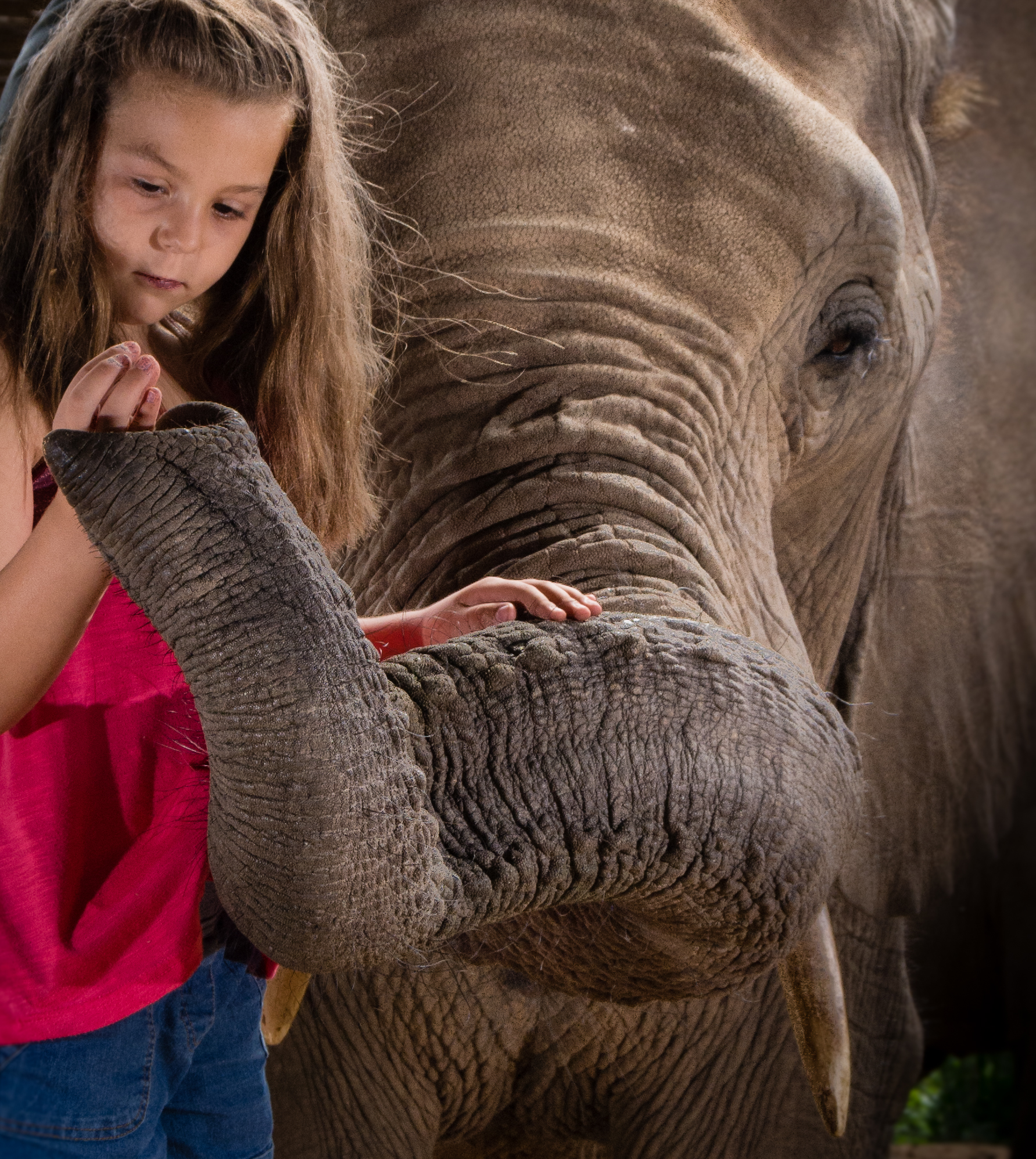 Elephant Interaction